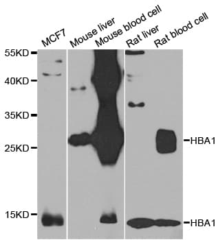 HBA1+2 / Hemoglobin Alpha Antibody