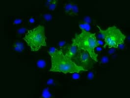 PRTG Antibody (clone OTI2B3)