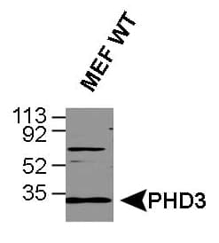 EGLN3 / PHD3 Antibody (C-Terminus, Biotin)