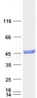 Human PDSS2 / DLP1 Protein (Recombinant Myc-DDK (Flag))