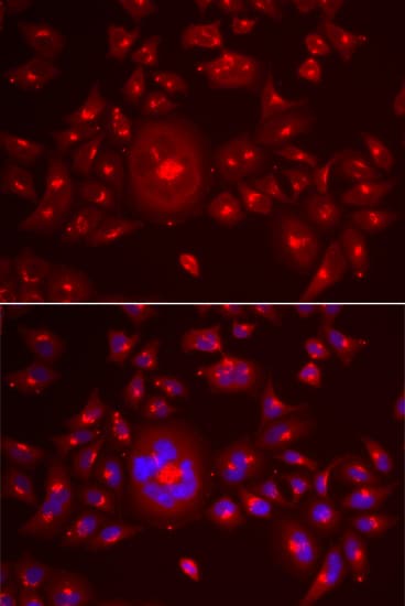 GORASP1 / GRASP65 Antibody