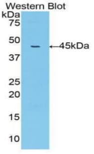 MMP10 Antibody (aa99-476)