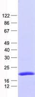 Human VHLL Protein (Recombinant His, N-Terminal)