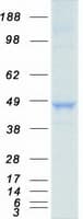 Human ISGF3 / IRF9 Protein (Recombinant Myc-DDK (Flag))