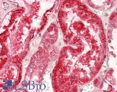 IHC-plus™ ADSS Antibody