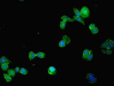 MMP10 Antibody