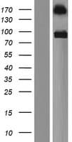 PTPRS Protein (Over-Expression Lysate Myc-DDK (Flag))