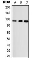 Polyclonal Rabbit anti-Human GASP2 / GPRASP2 Antibody (Internal, WB)