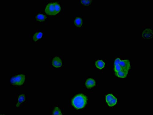 IER3 / IEX-1 Antibody
