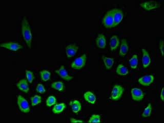 KLRK1 / CD314 / NKG2D Antibody