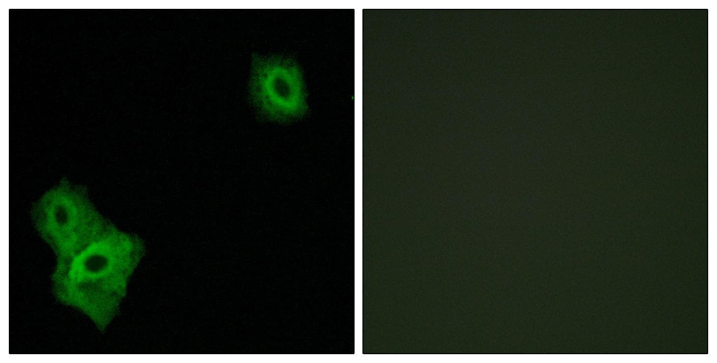 AIFM3 Antibody
