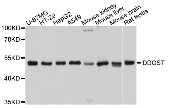 Polyclonal Rabbit anti-Human DDOST / OST48 Antibody (WB)