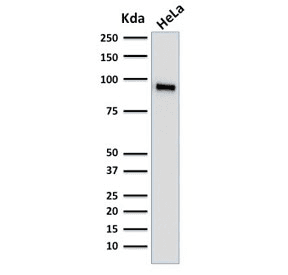 Monoclonal Mouse anti-Human TLE1 / TLE 1 Antibody (clone TLE1/2062, Azide-free,BSA-free, IHC, WB)