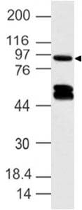 Polyclonal Rabbit anti-Human DACT1 / DAPPER Antibody (aa645-820, WB)