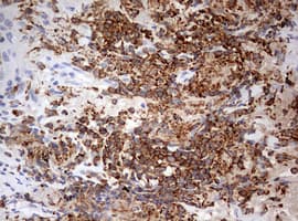 DOCK2 Antibody (aa1544-1830, clone OTI4E12)