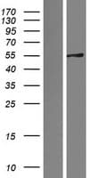 SRP54 Protein (Over-Expression Lysate Myc-DDK (Flag))