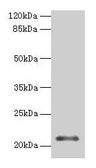 MOCS2 Antibody