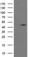 CHGA / Chromogranin A Antibody (clone OTI2B11)