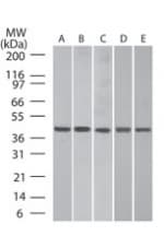 IHC-plus™ ACTB / Beta Actin Antibody (aa2-16)