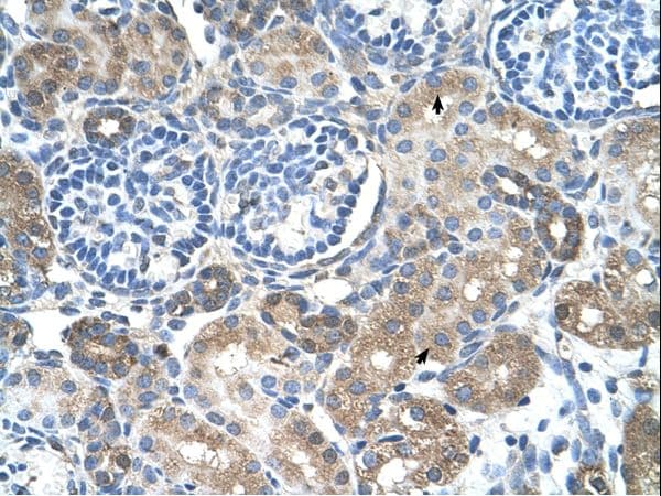 SLC38A4 / SNAT4 Antibody (aa381-430)
