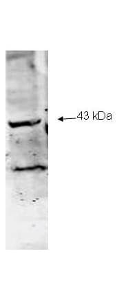 NEU2 / Sialidase 2 Antibody (aa100-125)