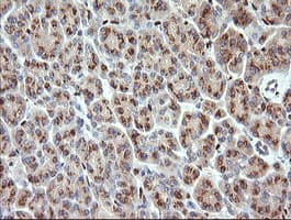 ERG Antibody (clone OTI4H7)