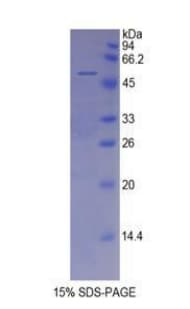 Rat TLR2 Protein (Recombinant His-GST)