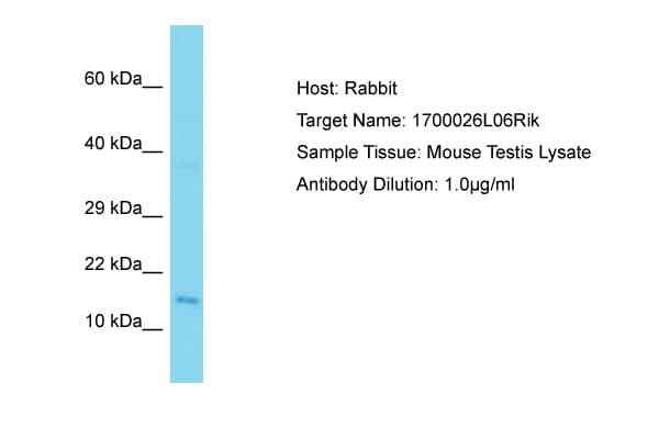 Polyclonal Rabbit anti-Mouse C9orf9 Antibody (aa92-141, WB)