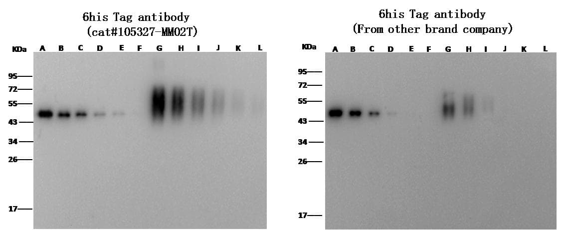 His Tag Antibody (Preservative Free)