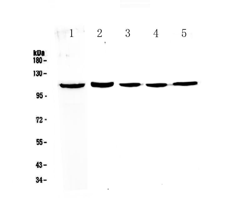 CCP110 Antibody