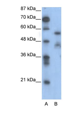 NFIA / Nuclear Factor 1 Antibody (aa348-397)