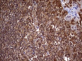 USP44 Antibody (aa420-712, clone OTI1D1)