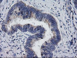 MRPS34 Antibody (clone OTI4C9)