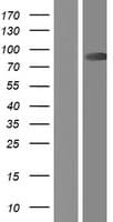 CAPN9 / Calpain 9 Protein (Over-Expression Lysate Myc-DDK (Flag))