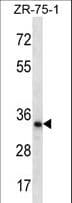 TLCD2 Antibody (aa222-250)