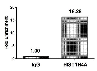 HIST1H4I Antibody