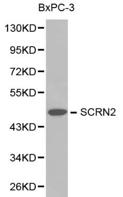SCRN2 / Ses2 Antibody