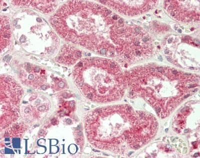 IHC-plus™ PRDM13 Antibody (aa2-36)