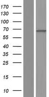 CNGA4 Protein (Over-Expression Lysate Myc-DDK (Flag))