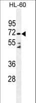 Dipeptidyl Peptidase 3 / DPP3 Antibody (aa583-612)