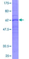 Human PTGER3 / EP3 Protein (Recombinant GST)
