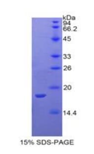 Rabbit IL1A / IL-1 Alpha Protein (Recombinant His)