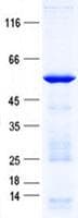 Human KRT71 / Keratin 71 Protein (Recombinant His, N-Terminal)