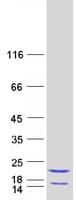 Human EIF5A2 Protein (Recombinant Myc-DDK (Flag))