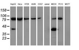 ALDH1L1 Antibody (clone 2A6, Carrier-free)