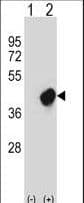 CRKL Antibody (aa50-79)