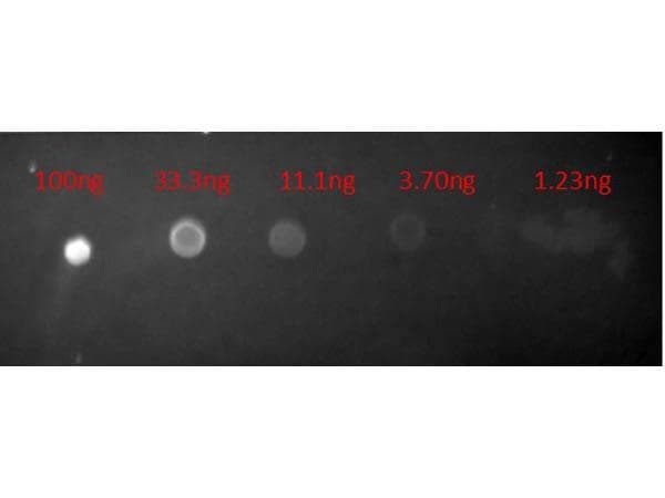 Goat Anti-Mouse IgG Secondary Antibody (TR)