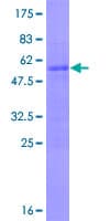 Human MSC / Musculin Protein (Recombinant GST)