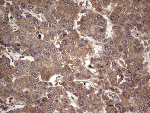 UFD1L Antibody (clone OTI8G6)