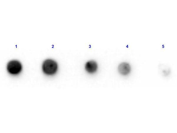GLUD1/Glutamate Dehydrogenase Antibody (Lyophilized, Biotin)